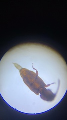 Oryzaephilus surinamensis