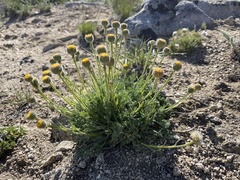 Erigeron compositus discoideus