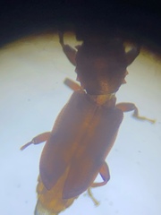 Oryzaephilus surinamensis