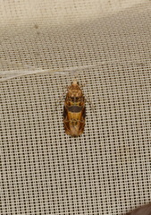 Lobesia reliquana