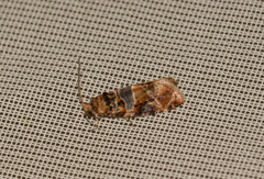 Lobesia reliquana