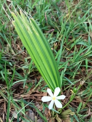 Eleutherine latifolia