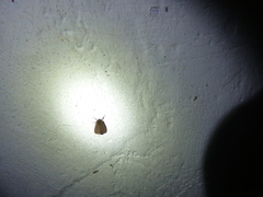 Phragmatobia assimilans