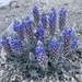 Mount Ashland Lupine - Photo (c) Tom Kaye, some rights reserved (CC BY-NC), uploaded by Tom Kaye
