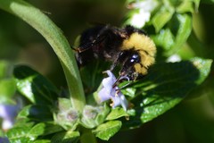 Bombus vosnesenskii