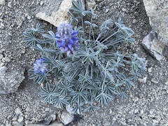 Lupinus lepidus ashlandensis