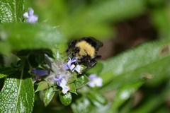 Bombus vosnesenskii