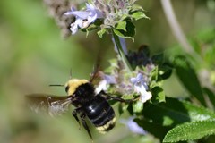 Bombus vosnesenskii