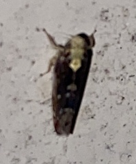 Scaphoideus pullus