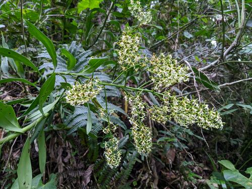 Epidendrum falsiloquum, photograph 6