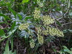 Epidendrum falsiloquum, photograph Zac Peterson, CC BY, iNaturalist via GBIF