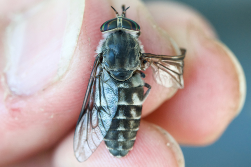 Hybomitra frontalis photo 2