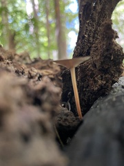 Collybiopsis biformis