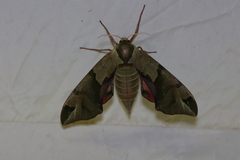 Callambulyx tatarinovii