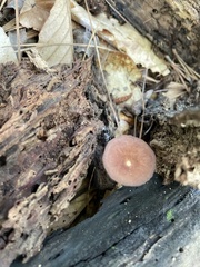 Collybiopsis biformis