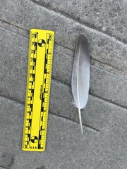 Columba livia domestica