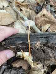 Collybiopsis biformis