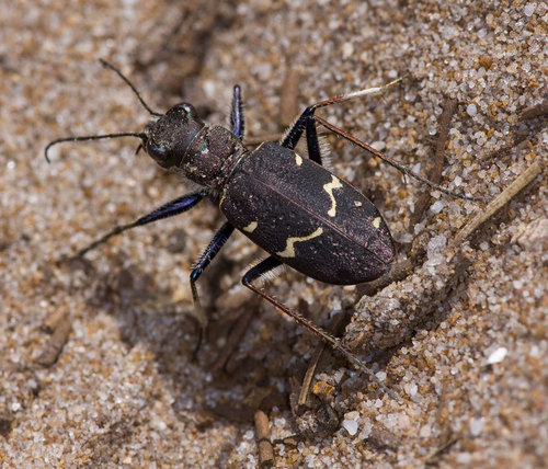 Wood Tiger Beetle