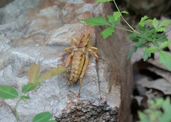 Haplotropis brunneriana