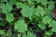 Oxalis tetraphylla
