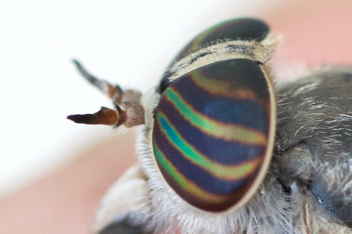 Hybomitra frontalis photo 5