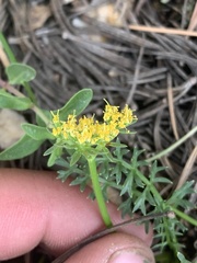 Cymopterus hendersonii