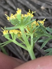 Cymopterus hendersonii