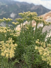 Cymopterus hendersonii
