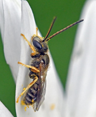 Halictus tumulorum