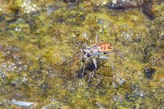 Ellipsoptera cuprascens
