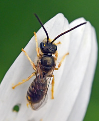 Halictus tumulorum