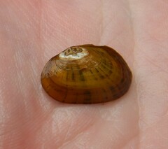 Cambarunio taeniatus