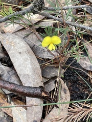 Gompholobium grandiflorum