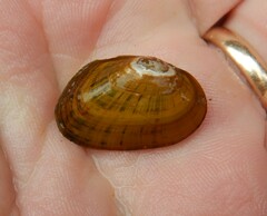 Cambarunio taeniatus