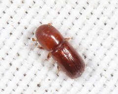 Xyleborus affinis