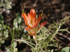 Castilleja integra