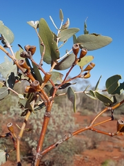Eucalyptus gamophylla