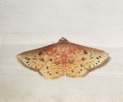 Striglina duplicifimbria