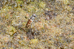 Ellipsoptera cuprascens