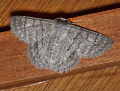 Crypsiphona tasmanica