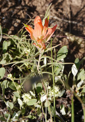 Castilleja integra