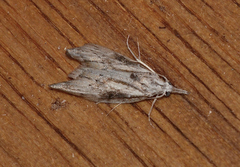 Nola biguttalis