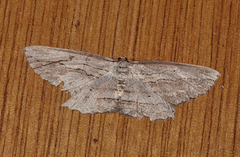 Euphronarcha epiphloea