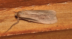 Scoliacma pactolias