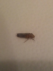 Homalodisca