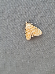 Notarcha quaternalis