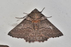 Hypobapta percomptaria