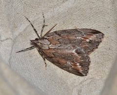 Mictodoca callipolia