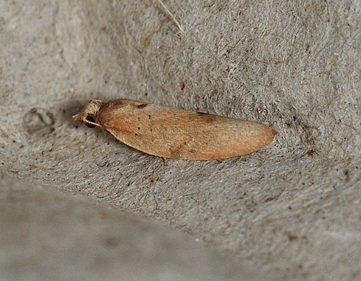 Epiphyas eucyrta