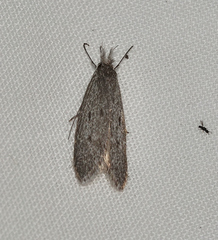 Phryganeutis cinerea